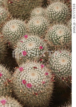 Closeup on the Mexican twin spined cactus, Mammillaria geminispina with it's Carmine pink flowers Closeup on the Mexican twin spined cactus, Mammillaria geminispina with it's Carmine pink flowers 93777838