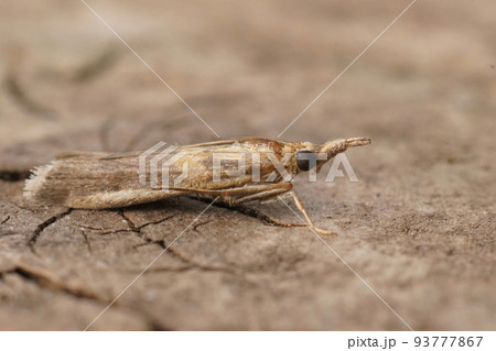 Closeup on the small Mediterranean Gold-banded Etiella Moth, Etiella zinckenella 93777867