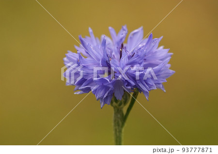 Closeup on the bright brilliant blue flower of bachelor's button, cornflower, Centaurea cyanus 93777871