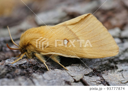 Closeup on the lighbrown Oak Eggar moth, Lasiocampa quercus, sitting on wood in the garden 93777874