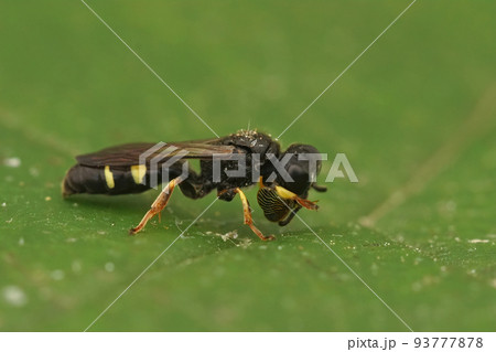 Closeup on the small shield digger wasp, Crabro scutellatus sitting on a green leaf Closeup on the small shield digger wasp, Crabro scutellatus sitting on a green leaf 93777878