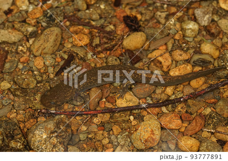 A close up of a juvenile Cope's giant salamander, Dicamptodon copei in a small seepage in Washington state 93777891