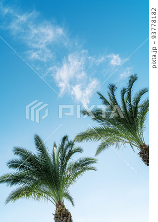 Sunlit fresh palm tree leaves on blue sky background. Tourists attraction. Natural tropical textured abstract background. 93778182