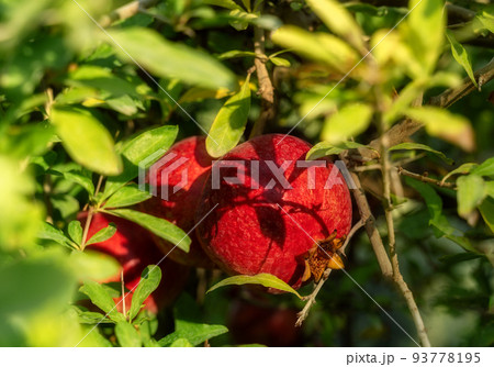 Red ripe pomegranate fruit hanging on a sunlit tree. Pomegranate garden at sunset. Selective soft focus. Copy space. 93778195