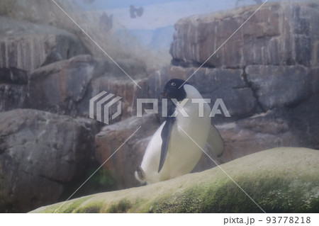 靄のかかった水族館の飼育スペースで首をかしげ立っているアデリーペンギンのいる風景 靄のかかった水族館の飼育スペースで首をかしげ立っているアデリーペンギンのいる風景 93778218