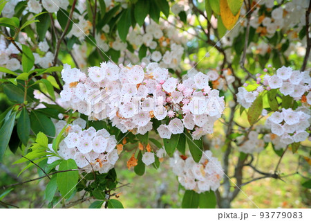 カルミアの花 93779083