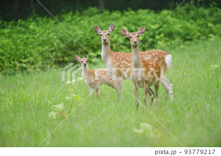 森で出会ったエゾシカの親子（北海道） 93779217