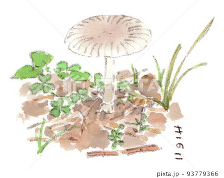 夏〜秋：白い茸（キノコ、木の子）の水彩画イラスト 93779366