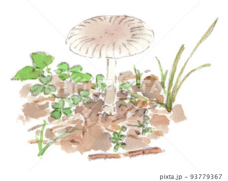 夏〜秋：白い茸（キノコ、木の子）の水彩画イラスト 93779367