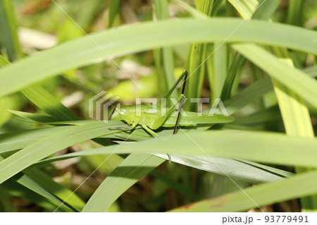 クサキリ クサキリ 93779491