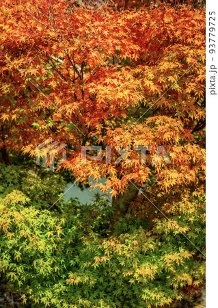 冠岳展望公園周辺の紅葉 93779725