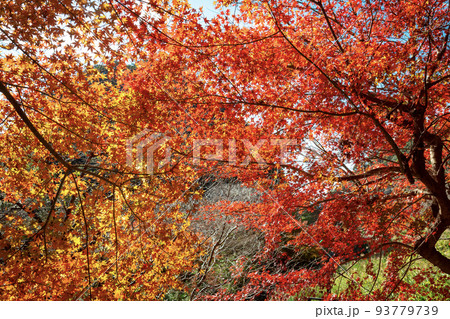 岩屋公園の秋の風景 93779739