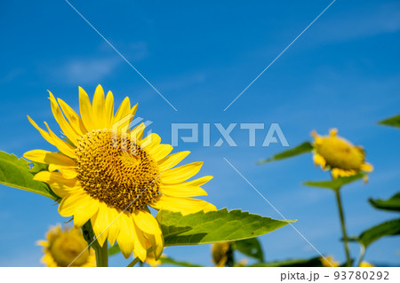 風景素材　鮮やかな真夏のひまわりの花 93780292
