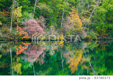 志賀高原　丸池の紅葉 93780373