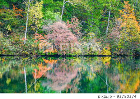 志賀高原 丸池の紅葉 志賀高原 丸池の紅葉 93780374