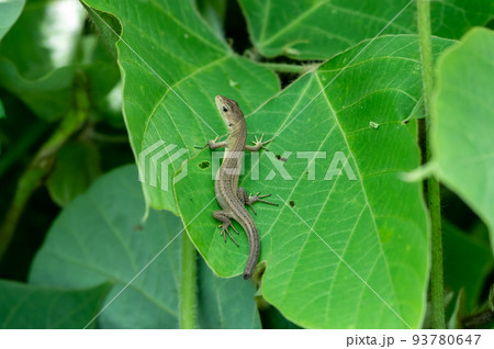 尻尾の切れたニホンカナヘビ 尻尾の切れたニホンカナヘビ 93780647