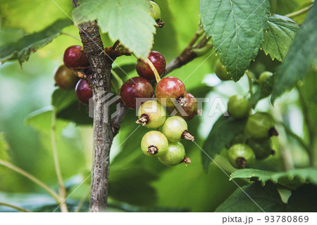 Black currant fruit ripening on branch in the garden Black currant fruit ripening on branch in the garden 93780869
