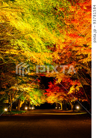 箕輪町・もみじ湖の紅葉(ライトアップ) 箕輪町・もみじ湖の紅葉(ライトアップ) 93781584