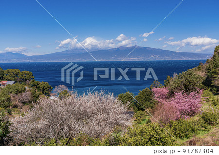 （静岡県）河津桜と白梅咲く、伊豆から望む富士山 93782304