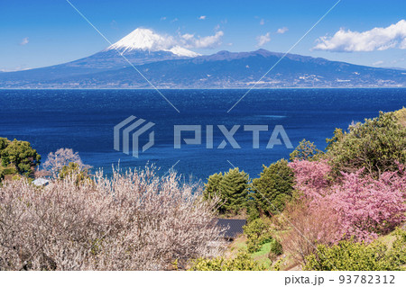 （静岡県）河津桜と白梅咲く、伊豆から望む富士山 93782312