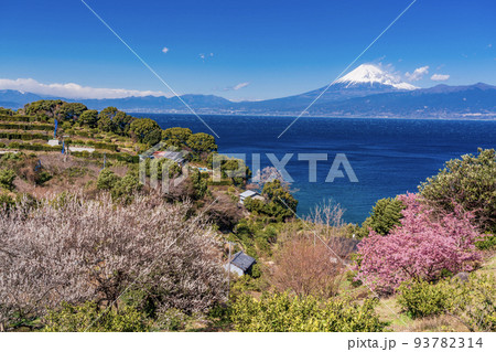 (静岡県)河津桜と白梅咲く、伊豆から望む富士山 (静岡県)河津桜と白梅咲く、伊豆から望む富士山 93782314