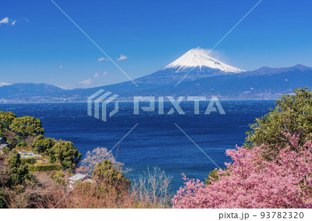 (静岡県)河津桜と白梅咲く、伊豆から望む富士山 (静岡県)河津桜と白梅咲く、伊豆から望む富士山 93782320