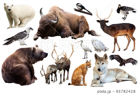 european animals isolated european animals isolated 93782428