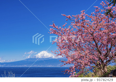 (静岡県)河津桜咲く、伊豆から望む富士山 (静岡県)河津桜咲く、伊豆から望む富士山 93782429