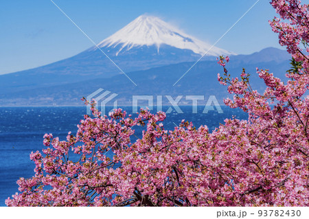 (静岡県)河津桜咲く、伊豆から望む富士山 (静岡県)河津桜咲く、伊豆から望む富士山 93782430