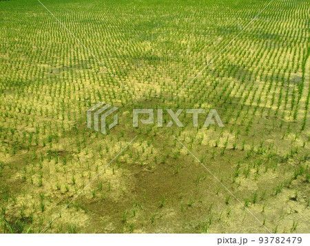 藻の発生した初夏の郊外の植田風景 93782479