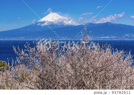 (静岡県)白梅咲く、伊豆から望む富士山 (静岡県)白梅咲く、伊豆から望む富士山 93782611