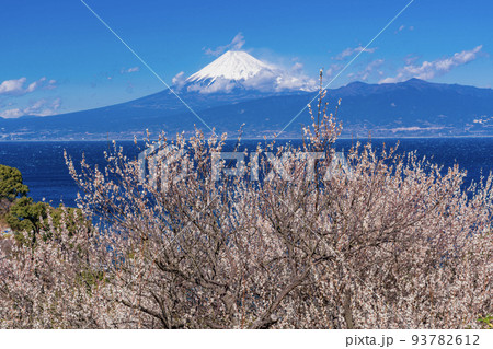 (静岡県)白梅咲く、伊豆から望む富士山 (静岡県)白梅咲く、伊豆から望む富士山 93782612