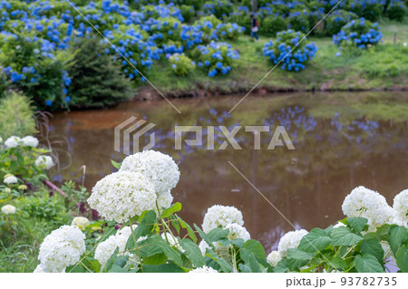 三重県津市　アナベルという名の真っ白な紫陽花や青い紫陽花が咲くかざはやの里の池の周り 93782735