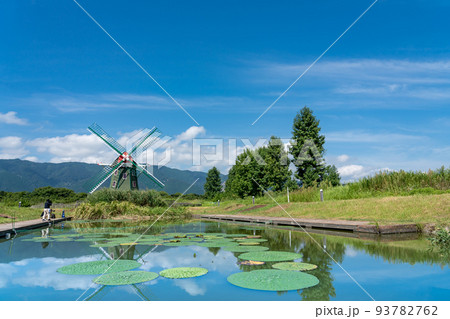 岐阜県海津市 絶滅危惧種のオニバスが咲く池と風車が美しい夏のアクアワールド水郷パークセンター 岐阜県海津市 絶滅危惧種のオニバスが咲く池と風車が美しい夏のアクアワールド水郷パークセンター 93782762