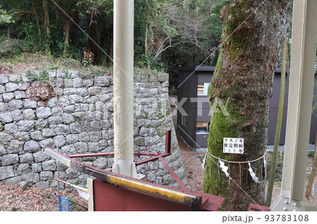久能山城遺構の石垣と御神木 93783108