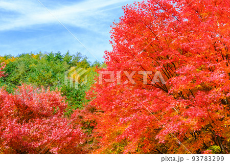 紅葉 紅葉 93783299
