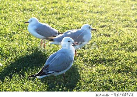 beautiful place in east newzealand 93783472