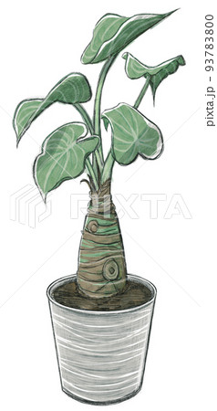 手描き植物イラスト・クワズイモ（本体緑） 93783800