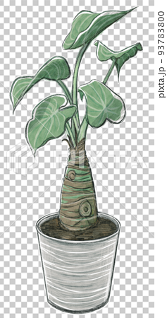 手描き植物イラスト・クワズイモ（本体緑） 93783800
