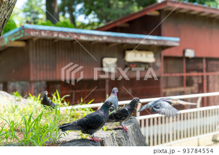 土浦城 鳩の群れ 土浦城 鳩の群れ 93784554