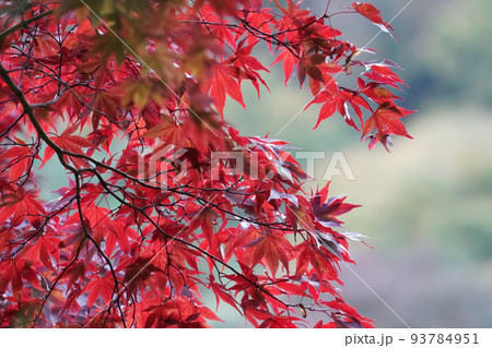日本楓の紅葉 日本楓の紅葉 93784951