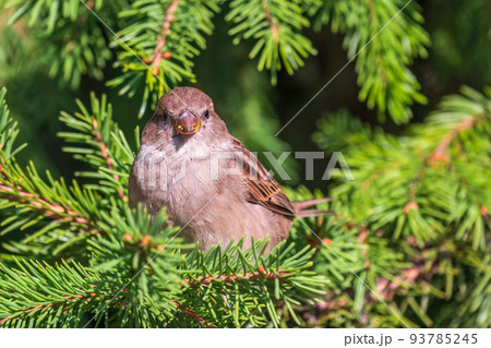 Sparrow sitting on a green branch in autumn. Sparrow with playful poise on branch in autumn or summer 93785245