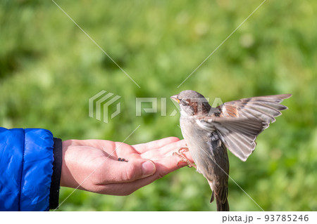 The boy feeds the birds with seeds from his hand. Sparrow eats seeds from the boy's hand 93785246