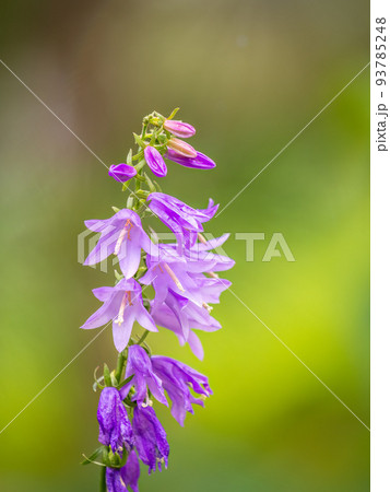 Campanula rapunculoides, creeping bellflower, or rampion bellflower 93785248