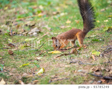 Squirrel in autumn hides nuts on the green grass with fallen yellow leaves 93785249