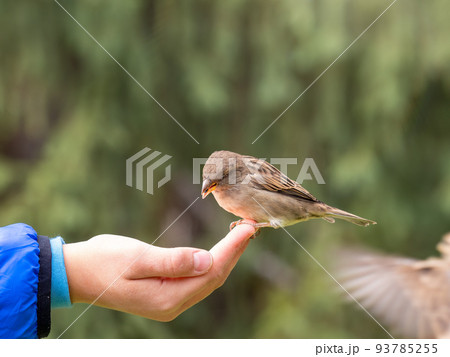 The boy feeds the birds with seeds from his hand. Sparrow eats seeds from the boy's hand The boy feeds the birds with seeds from his hand. Sparrow eats seeds from the boy's hand 93785255