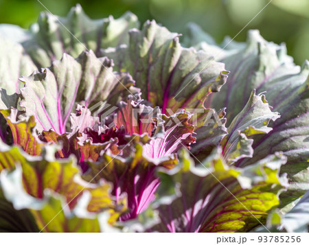 Close up of endless field with green leaves and purple veins of red cabbage plants. 93785256