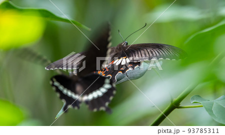 Two Common Mormon butterflies mating dance in the garden. motion blur in wings. Two Common Mormon butterflies mating dance in the garden. motion blur in wings. 93785311