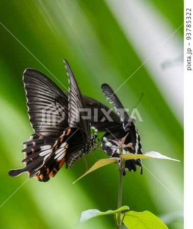 Coupe of Common Mormon butterflies flying around the leaves. Coupe of Common Mormon butterflies flying around the leaves. 93785322