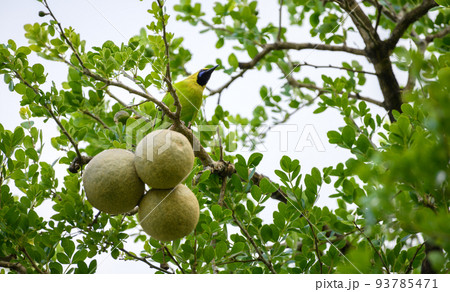 Jerdon's leafbird (Chloropsis Jerdoni) perch on a wood-apple tree, Spotted in Dry zone Hambantota. 93785471
